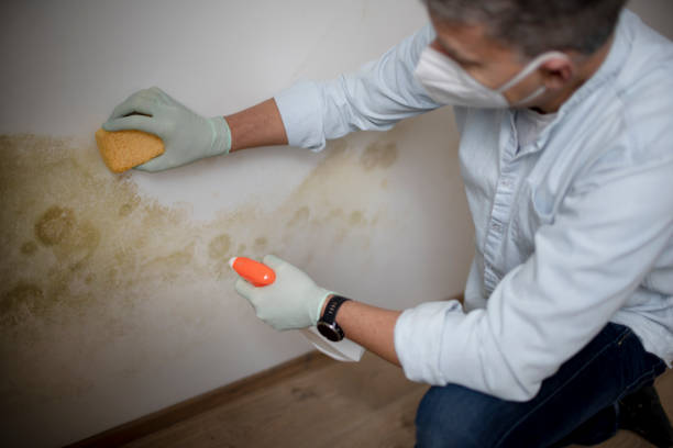 Best Commercial Mold Remediation in Gholson, TX