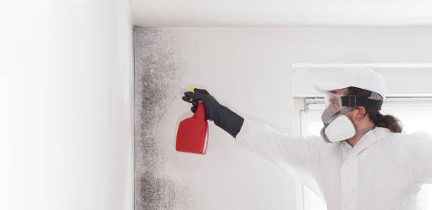 Best Black Mold Remediation in Gholson, TX