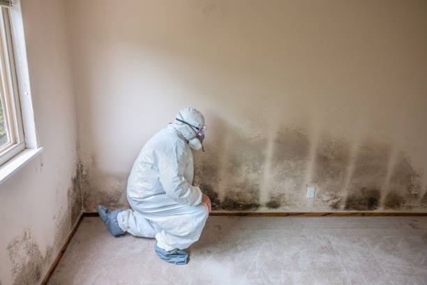 Best Health and Safety Mold Remediation in Gholson, TX