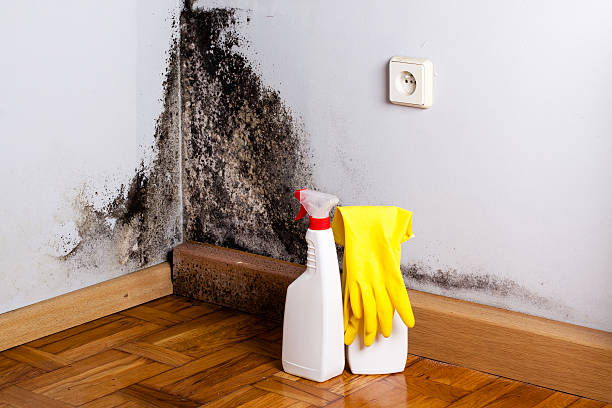 Best Residential Mold Remediation in Gholson, TX